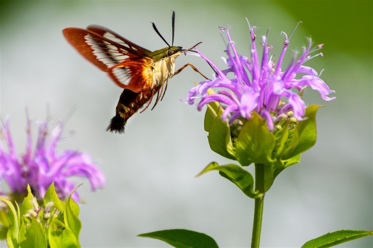 Lights Out, Wings Up! It’s National Moth Week!