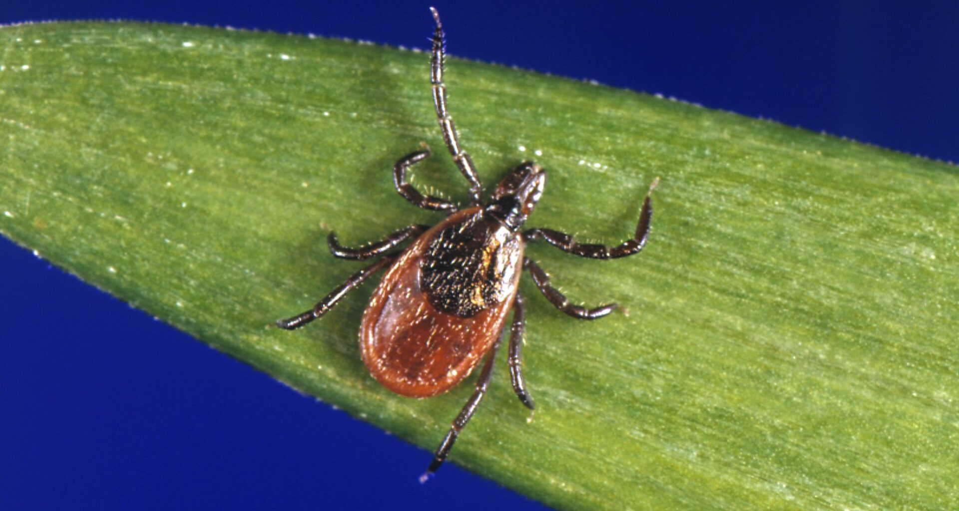 The CDC warned of a tick-related illnesses surge this year.