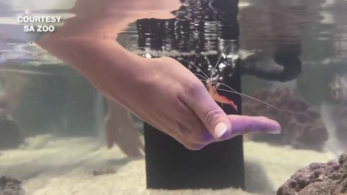 San Antonio Zoo opens hands-on water life exhibit focused on ocean conservation