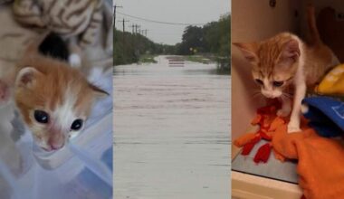 San Antonio animal rescue group helping pets displaced by recent Hill Country floods