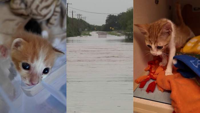 San Antonio animal rescue group helping pets displaced by recent Hill Country floods
