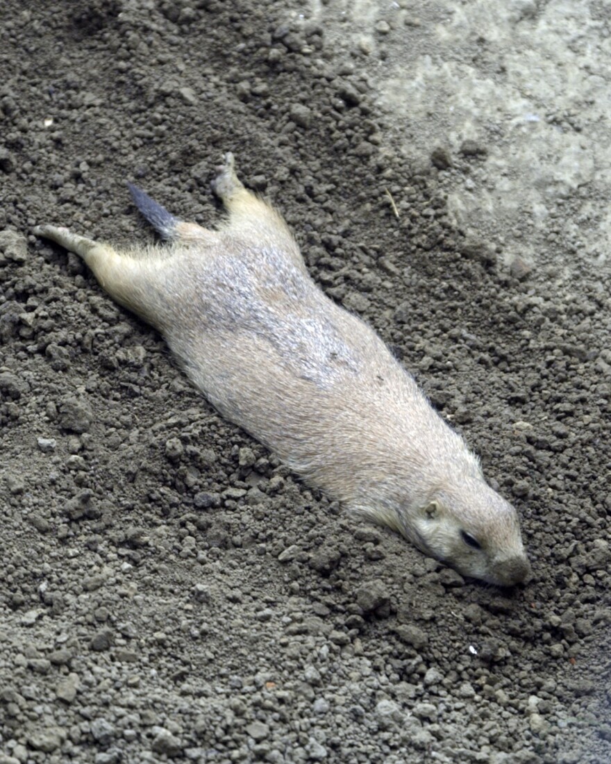 A Blacktail Prairie Dog, a tiny rodent with brown fur, slides down cool moist dirt with its legs splayed behind him, his eyed closed.