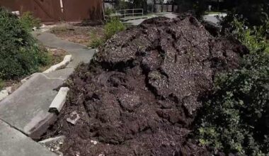 San Antonio crews remove dozens of tornado-damaged trees as cleanup efforts continue