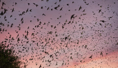 Where to watch Houston's purple martin spectacle this summer