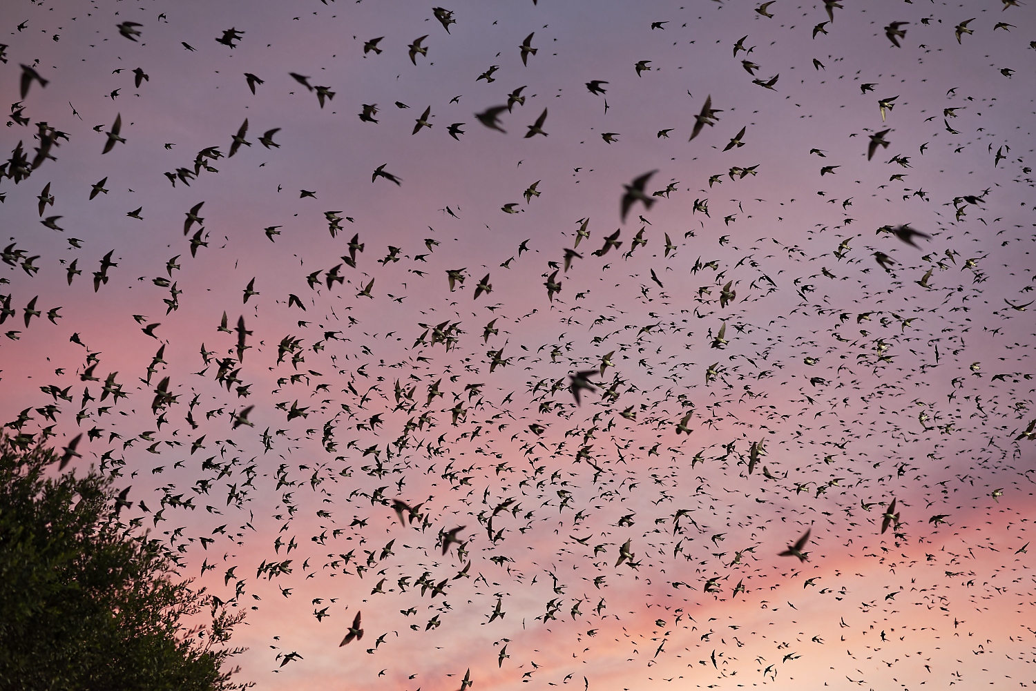 Where to watch Houston's purple martin spectacle this summer