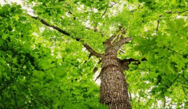 Confirmed Case of Oak Wilt Found in Arlington