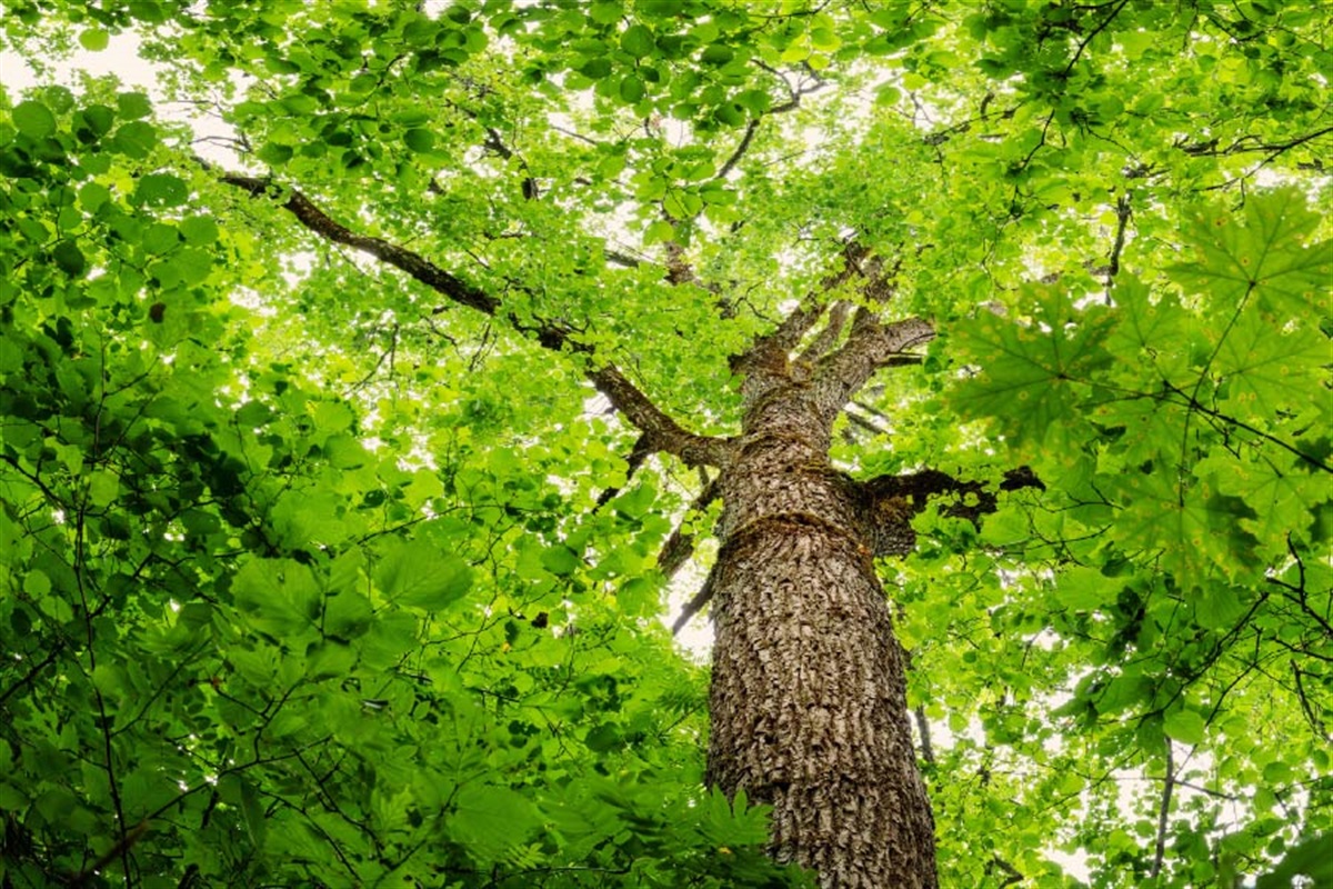 Confirmed Case of Oak Wilt Found in Arlington