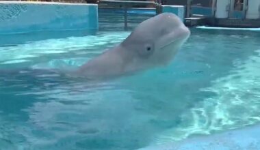 SeaWorld San Antonio welcomes 2 beluga whales from closed Canadian marine park
