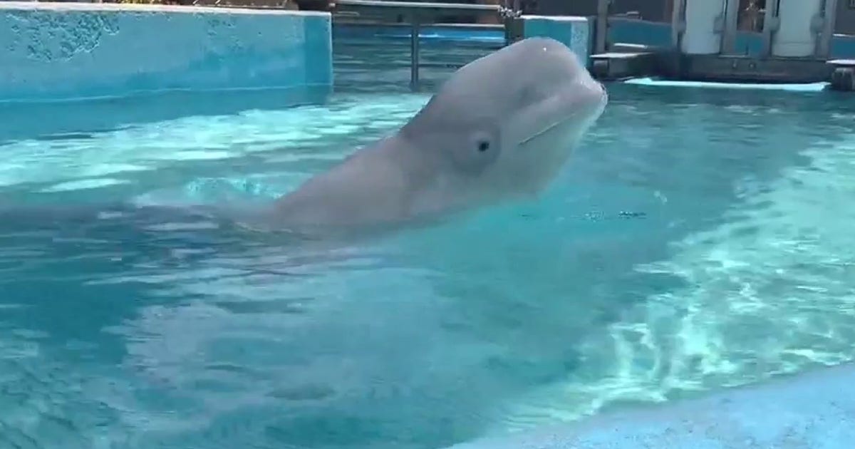SeaWorld San Antonio welcomes 2 beluga whales from closed Canadian marine park