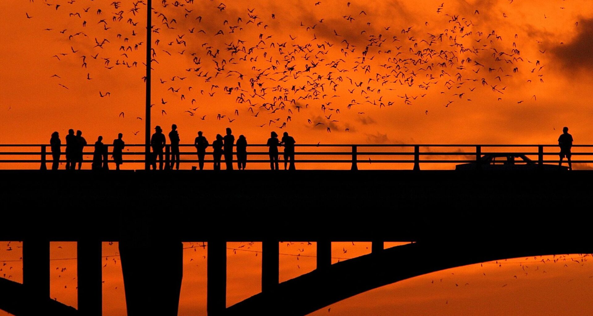 Austin's Congress Avenue Bridge adds new bat viewing experience