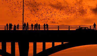 Austin's Congress Avenue Bridge adds new bat viewing experience