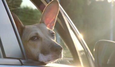ACS: Leaving pets in hot cars could mean jail time, fines for owners