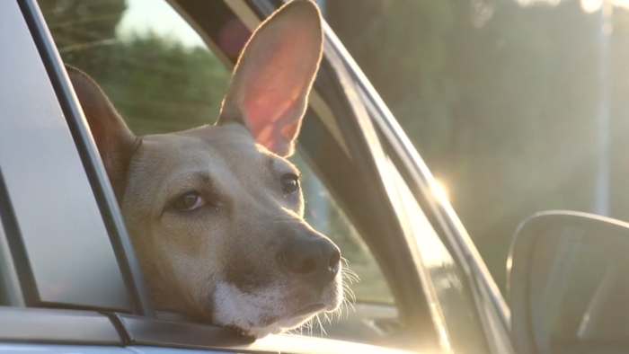 ACS: Leaving pets in hot cars could mean jail time, fines for owners
