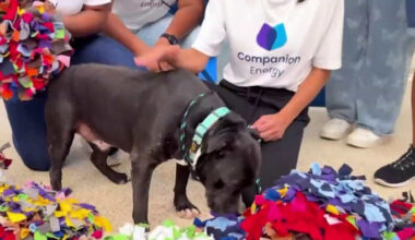 National Craft for your Local Shelter Day! Here’s how Companion Energy is giving back