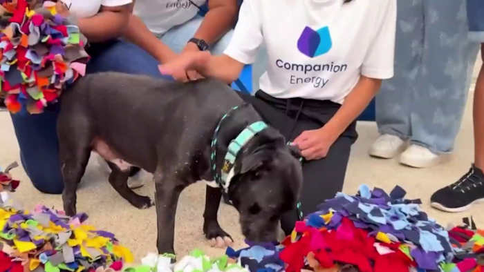 National Craft for your Local Shelter Day! Here’s how Companion Energy is giving back