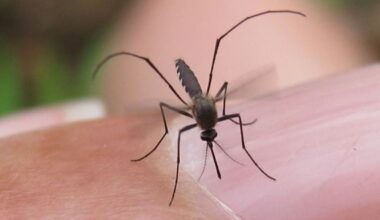 1st human West Nile Virus case reported in Tarrant County