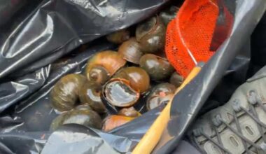 San Antonio River Authority launches pilot programs to fight against invasive species