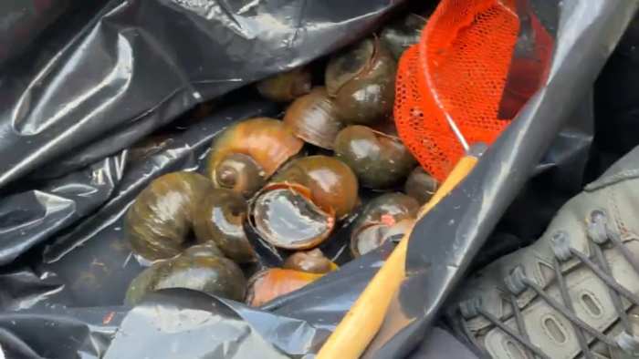 San Antonio River Authority launches pilot programs to fight against invasive species