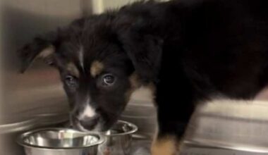 Free and low-cost spay, neuter options available for San Antonio pet owners