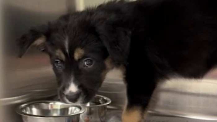 Free and low-cost spay, neuter options available for San Antonio pet owners