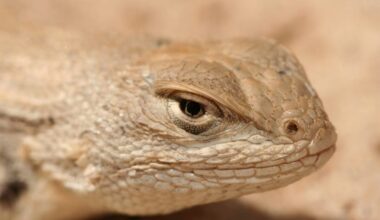 West Texas lizard loses endangered-species protections after court ruling