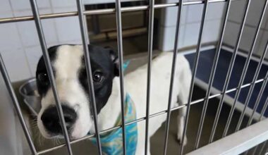 Animal Care Services says shelter over capacity with 550+ animals, urges community to adopt or foster