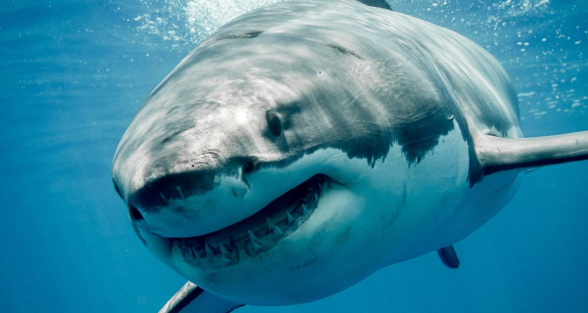 Discovery's Shark Week has paleontologist from Dallas' Perot Museum