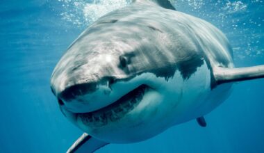 Discovery's Shark Week has paleontologist from Dallas' Perot Museum