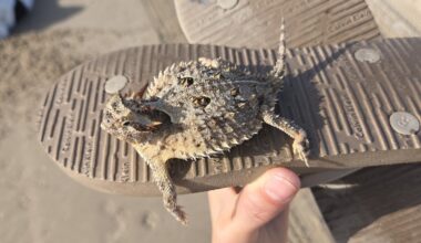 Rare Texas horned lizard rescued from South Padre Island surf
