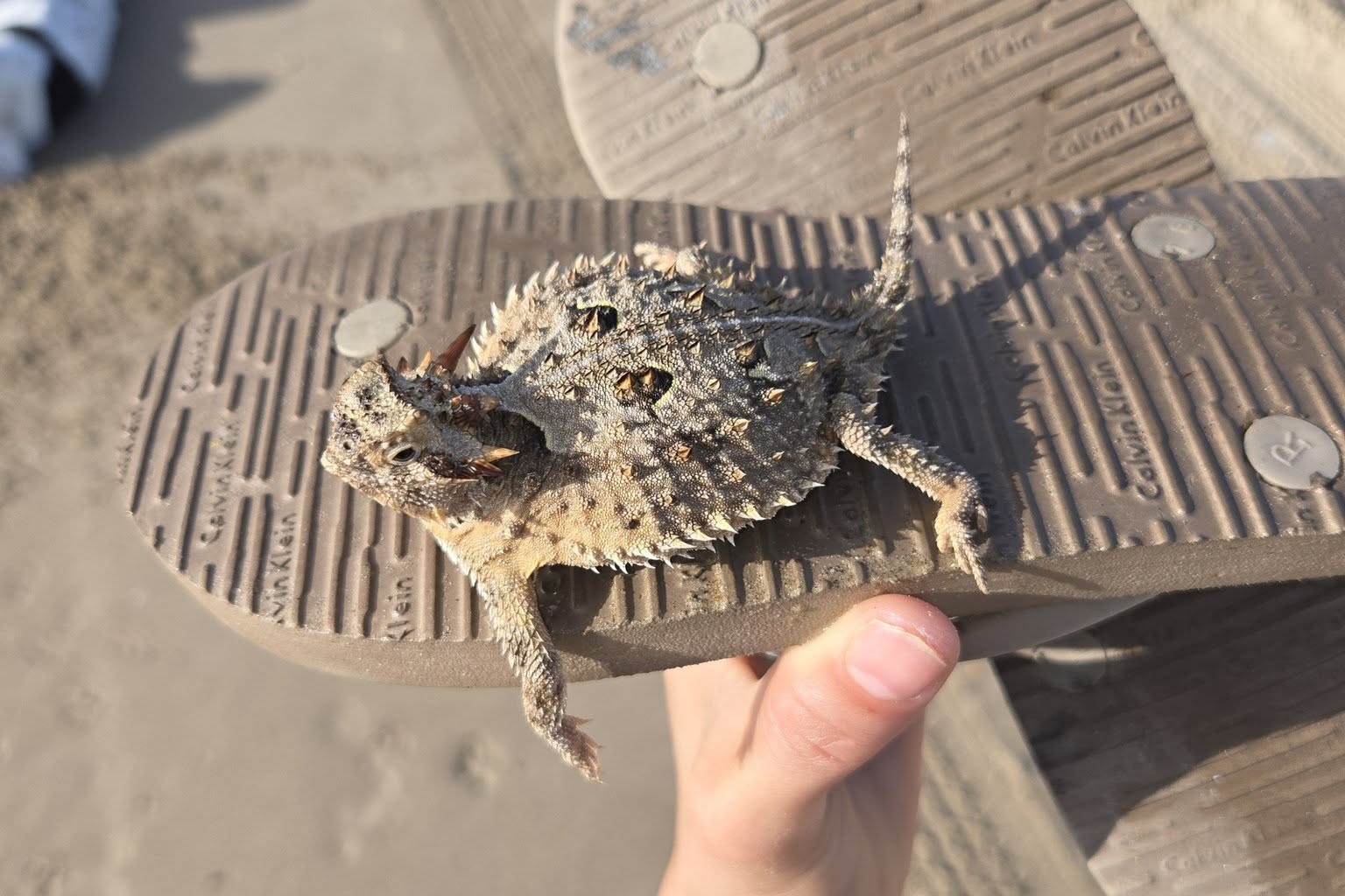 Rare Texas horned lizard rescued from South Padre Island surf