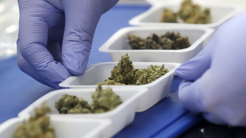 Marijuana Brownies Science