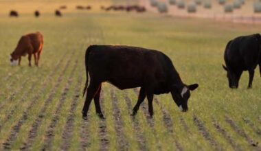 Cattle imports from Mexico set to slowly resume at Texas border after yearlong shutdown