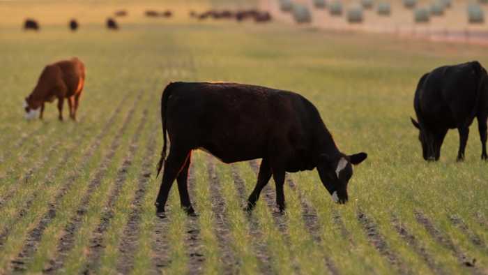 Cattle imports from Mexico set to slowly resume at Texas border after yearlong shutdown