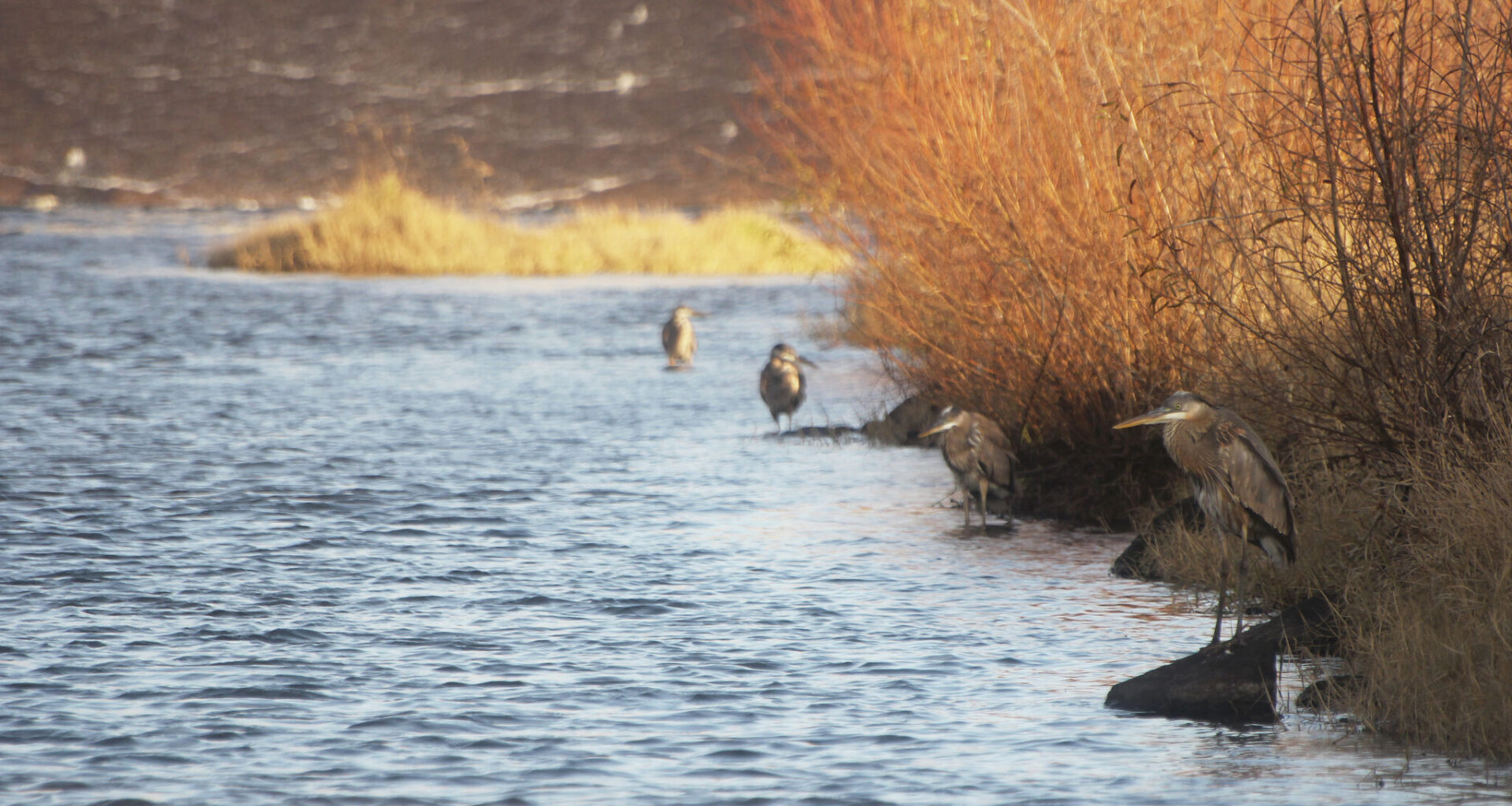 East Texas could land the state's next new state park