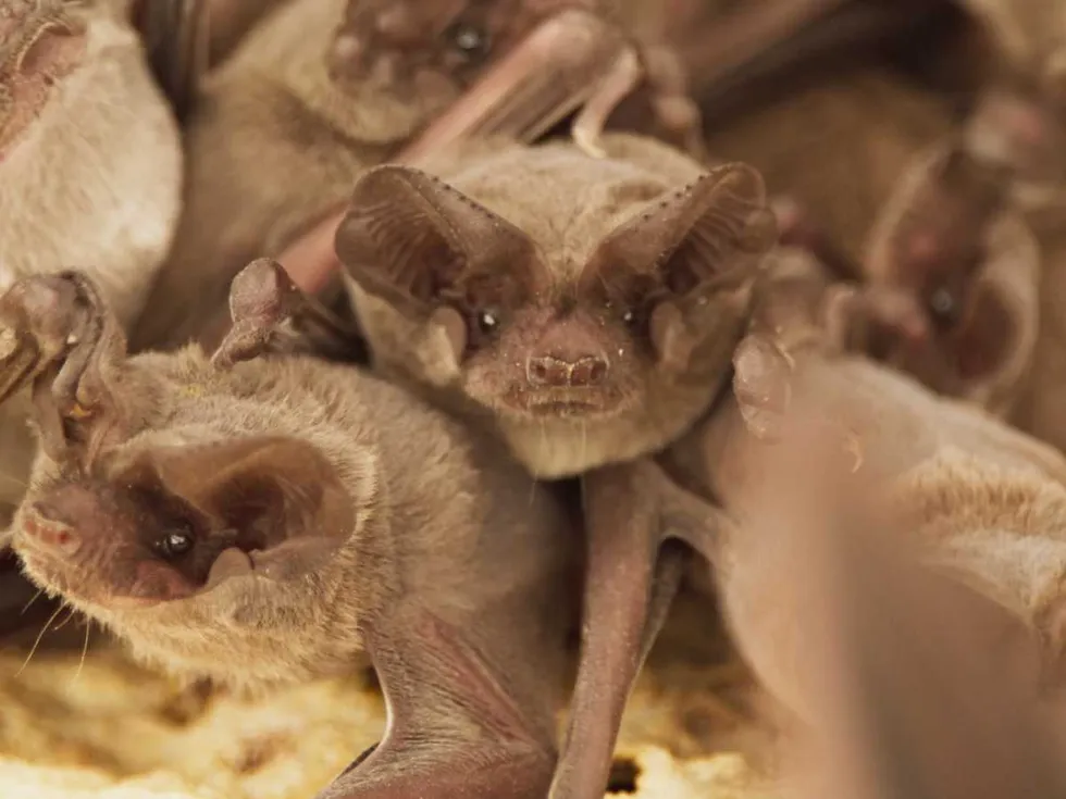 Bat City - Bats