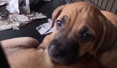 Free, low-cost resources for San Antonio pet owners looking for help