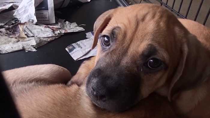 Free, low-cost resources for San Antonio pet owners looking for help