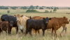Grazing cattle, various breeds