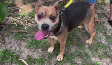 Dog dumped off McKay Bridge over Lake Houston lucky to be alive