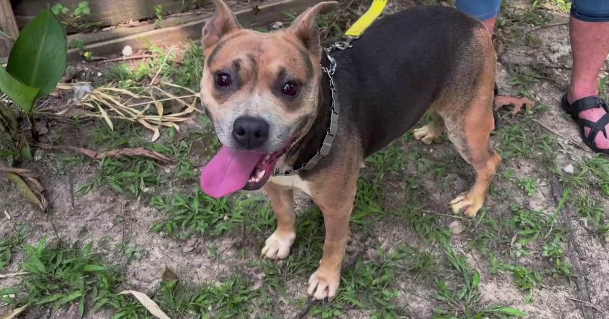 Dog dumped off McKay Bridge over Lake Houston lucky to be alive