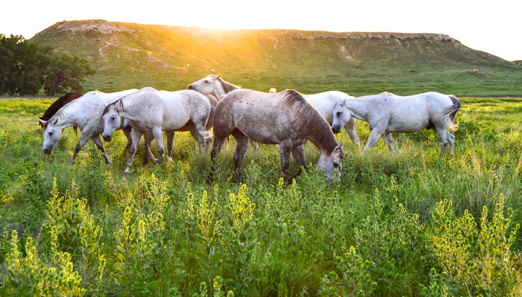 Ranches listed for nearly $128 million sell along Texas border