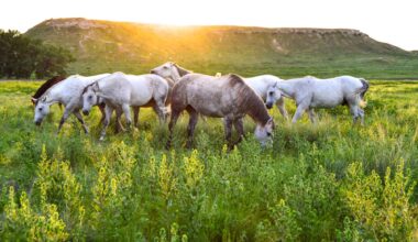 Ranches listed for nearly $128 million sell along Texas border