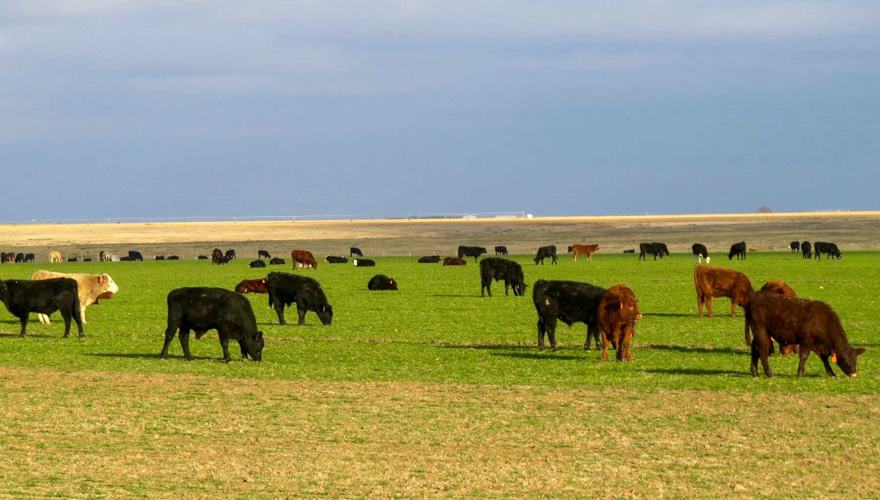 Texas counties have more ranches for sale than any other state