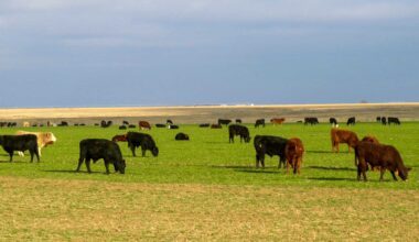 Texas counties have more ranches for sale than any other state