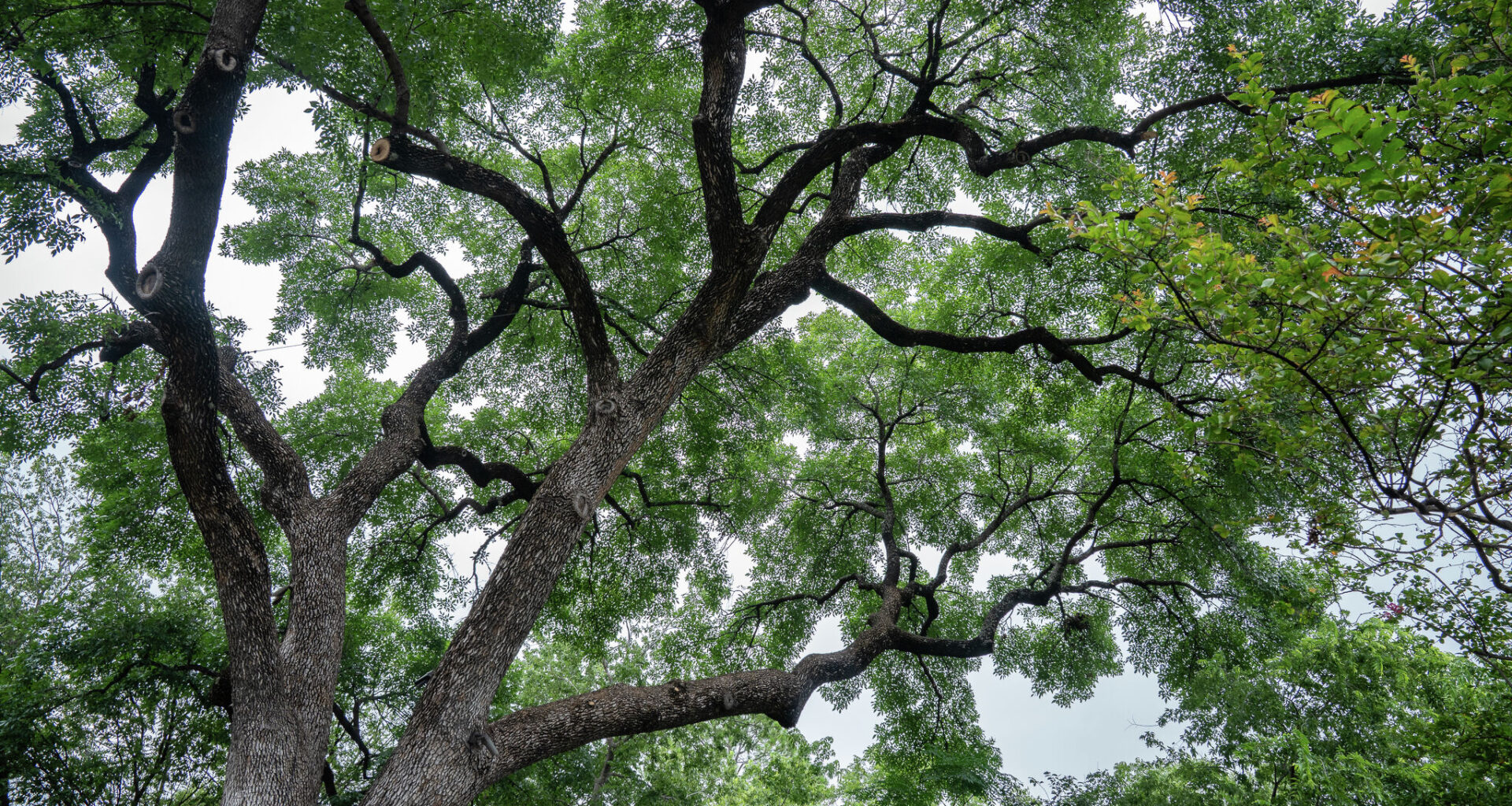 Texas Public Policy Foundation sues Austin over tree ordinance