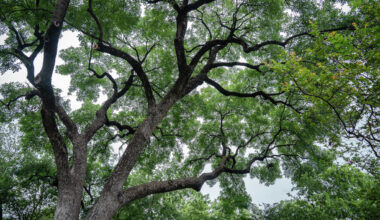 Texas Public Policy Foundation sues Austin over tree ordinance