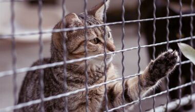 Keep Animals Safe: Avoid Trapping During Extreme Heat