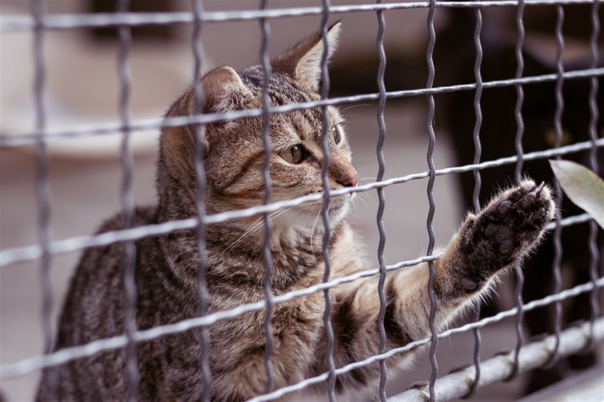 Keep Animals Safe: Avoid Trapping During Extreme Heat