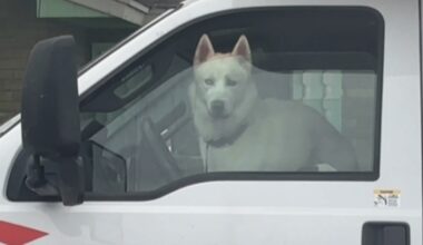 Eviction turns into animal welfare investigation after estimated 30 animals removed from Corpus Christi home