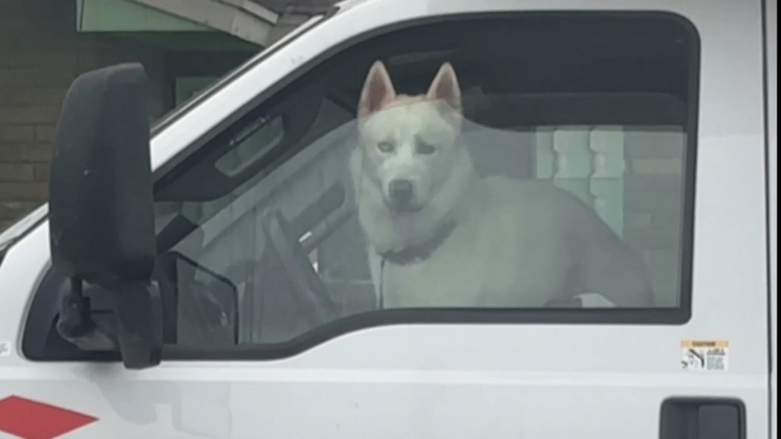 Eviction turns into animal welfare investigation after estimated 30 animals removed from Corpus Christi home